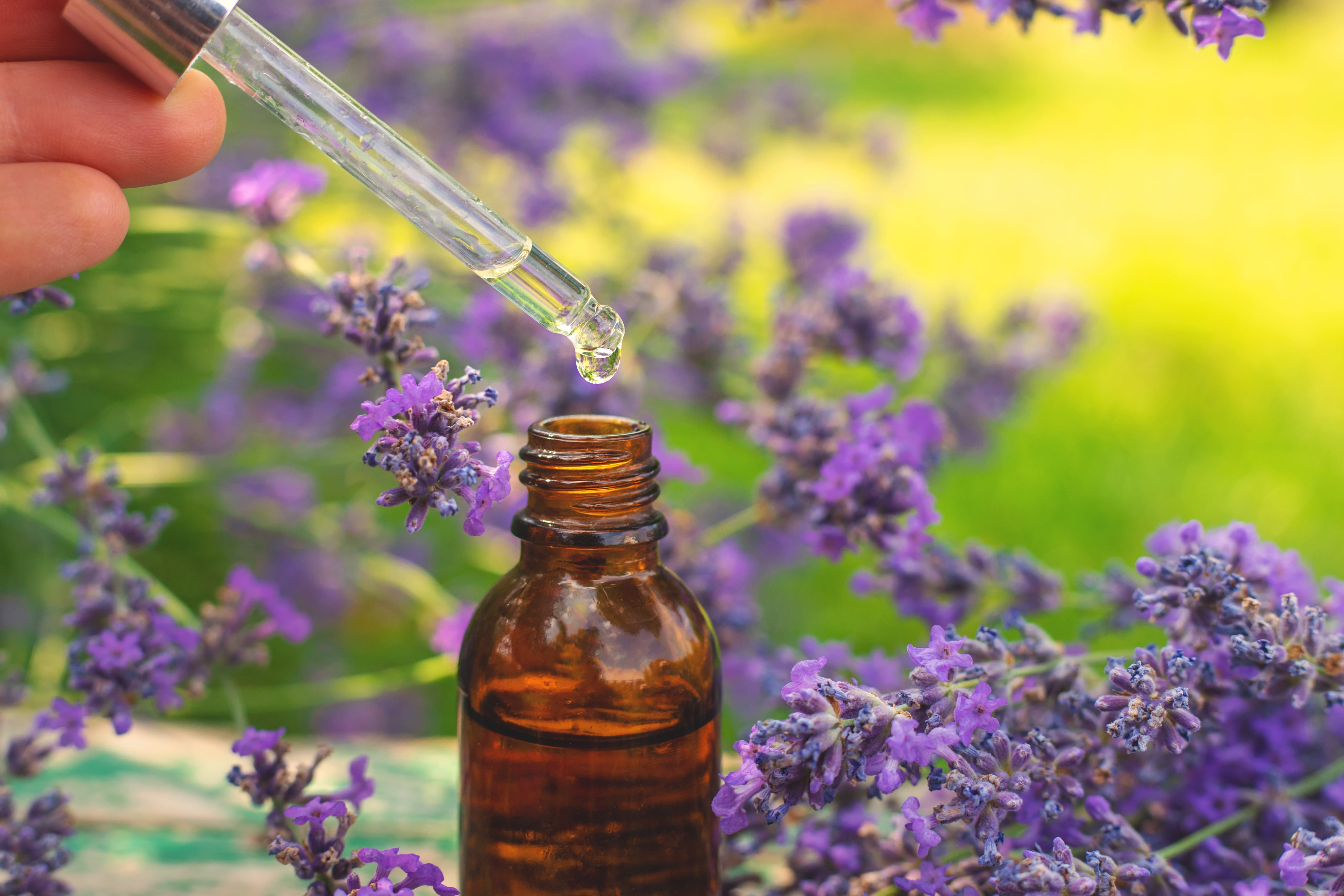 Authentic Lavender essential oil being prepared